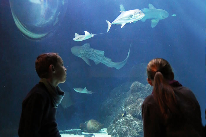 Sylt Aquarium
